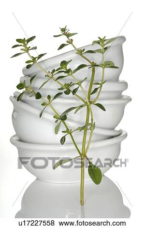 Stock Photo - lemon thyme and glassbowls. Fotosearch