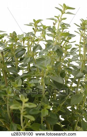 lemon thyme View Large Photo Image Stock Image - lemon thyme. Fotosearch