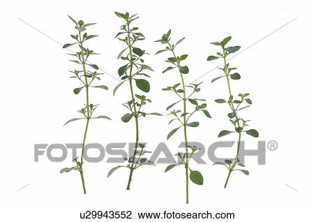 lemon thyme View Large Photo Image Stock Image - lemon thyme. Fotosearch