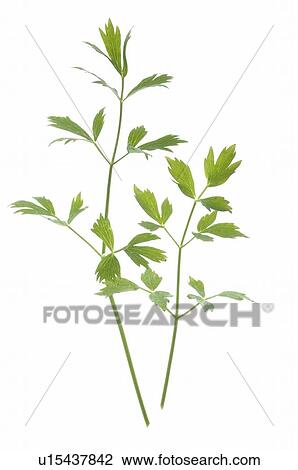 Stock Image - lovage. Fotosearch