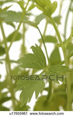 lovage View Large Photo Image Stock Image - lovage. Fotosearch