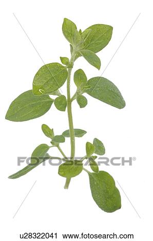 marjoram View Large Photo Image Stock Image - marjoram. Fotosearch