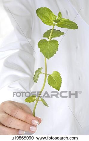 Stock Image - mint. Fotosearch