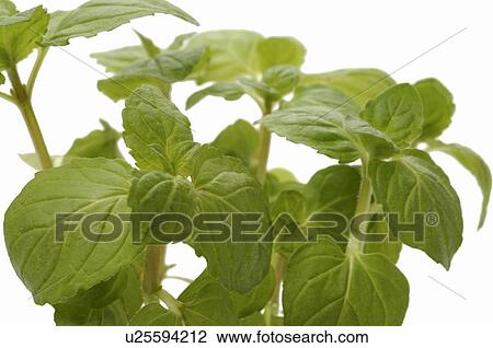 Stock Image - mint. Fotosearch
