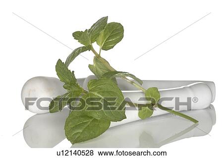 mint View Large Photo Image Stock Photo - mint. Fotosearch