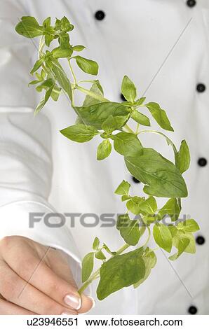 Stock Image - oregano. Fotosearch