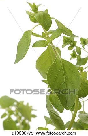 Stock Photography - oregano. Fotosearch
