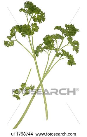 Picture - parsley. Fotosearch