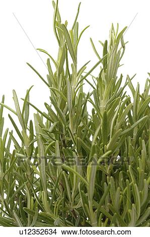 rosemary View Large Photo Image Picture - rosemary. Fotosearch