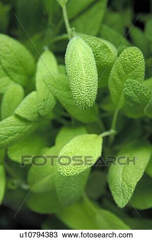 Stock Image - sage. Fotosearch