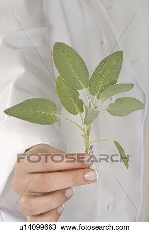 sage View Large Photo Image Stock Image - sage. Fotosearch