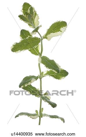 Stock Photography - sage. Fotosearch