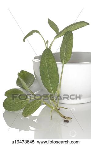 Stock Photography - sage with bowl. Fotosearch