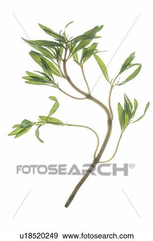 Stock Photo - savory. Fotosearch