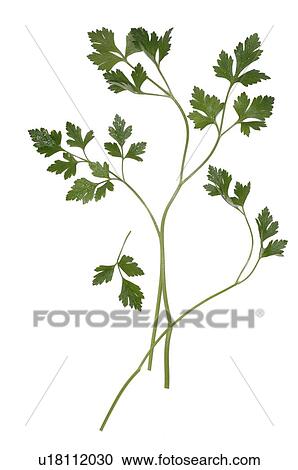 Stock Image - smooth parsley. Fotosearch