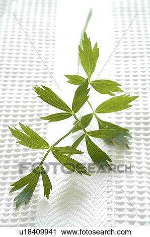 Stock Image - smooth parsley. Fotosearch