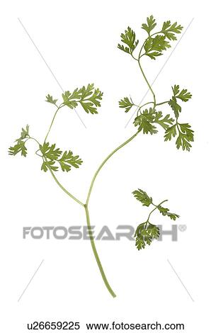 Stock Photography - smooth parsley. Fotosearch