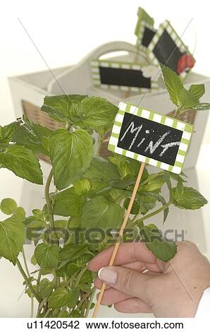 Stock Image - spearmint, mint, sign. Fotosearch