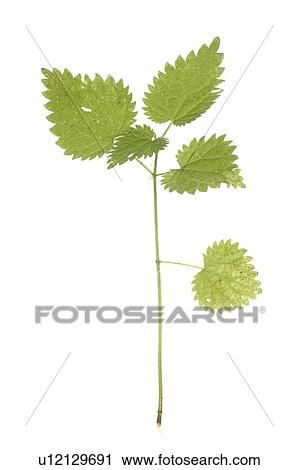 Stock Image - stinging nettle. Fotosearch