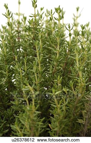 Stock Image - thyme. Fotosearch