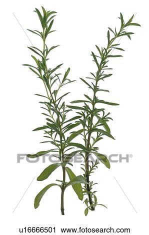 winter-savory View Large Photo Image Stock Image - winter-savory. Fotosearch