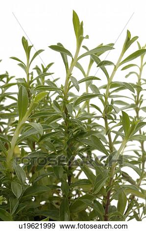 Stock Photo - winter-savory. Fotosearch