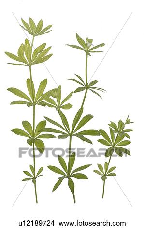 woodruff View Large Photo Image Picture - woodruff. Fotosearch