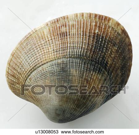 Stock Image - Cockle. Fotosearch