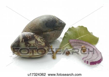 Stock Image - Cockles. Fotosearch