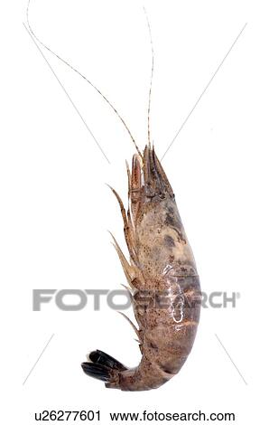 Crangon crangon View Large Photo Image Stock Image - Crangon crangon. Fotosearch