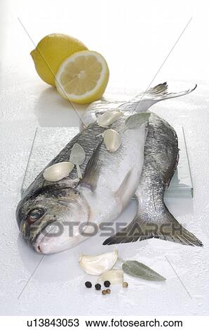 Stock Image - Gilt-head. Fotosearch