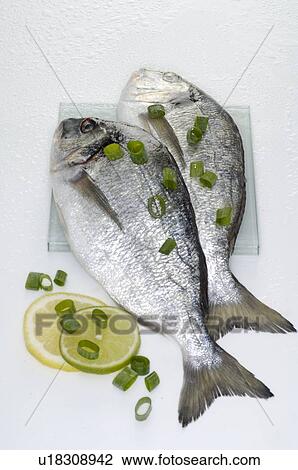 Stock Image - Gilt-head. Fotosearch