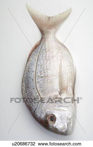 Stock Image - Gilt-head. Fotosearch