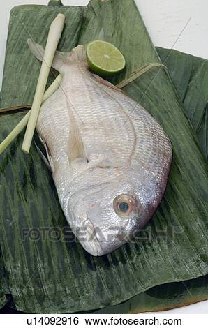 Stock Photograph - Gilt-head. Fotosearch