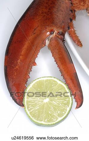 Stock Photograph - Lobster claw and a slice of lime. Fotosearch