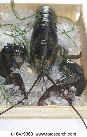 Stock Image - Lobster. Fotosearch