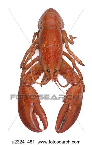 Stock Image - Lobster. Fotosearch