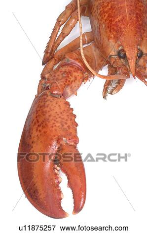 Stock Photo - Lobster. Fotosearch