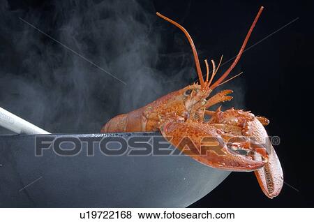 Lobster View Large Photo Image Stock Photo - Lobster. Fotosearch