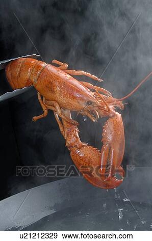 Lobster View Large Photo Image Stock Photo - Lobster. Fotosearch