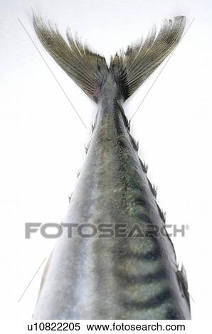 Stock Photography - Mackerel flipper. Fotosearch