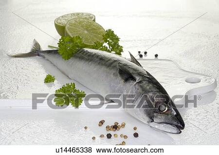 Mackerel View Large Photo Image Stock Photo - Mackerel. Fotosearch