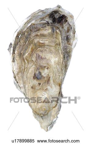 Stock Photography - Oyster. Fotosearch