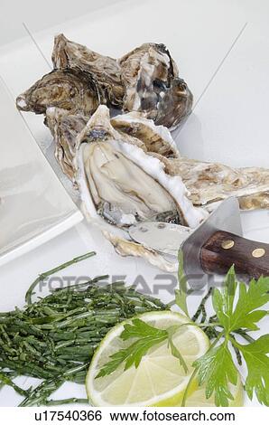 Oysters View Large Photo Image Stock Photograph - Oysters. Fotosearch