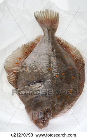 Plaice View Large Photo Image Stock Image - Plaice. Fotosearch
