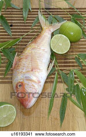 Stock Image - Red/Striped mullet. Fotosearch