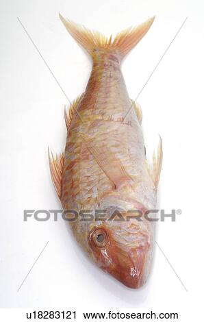 Red/Striped mullet View Large Photo Image Stock Image - Red/Striped mullet. Fotosearch