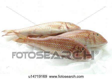 Red/Striped mullets View Large Photo Image Stock Photo - Red/Striped mullets. Fotosearch