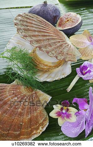 Stock Image - Scallops. Fotosearch