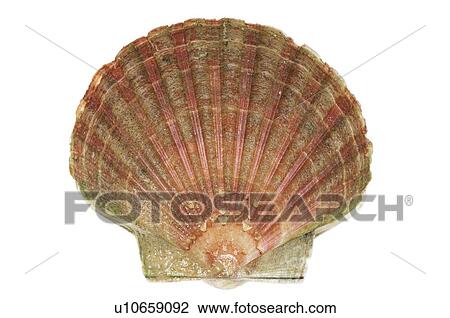 Scallops View Large Photo Image Stock Image - Scallops. Fotosearch